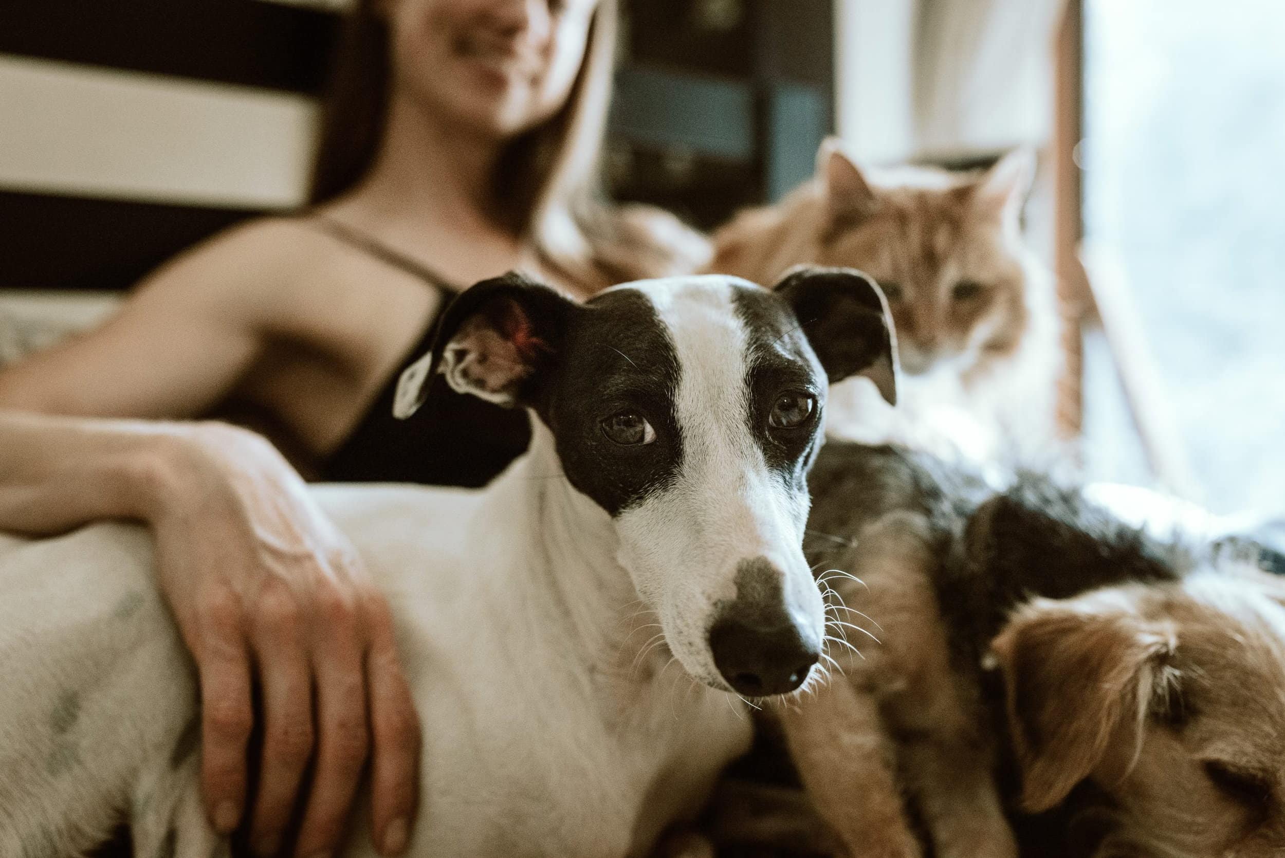 Домашні улюбленці домашние питомцы pets