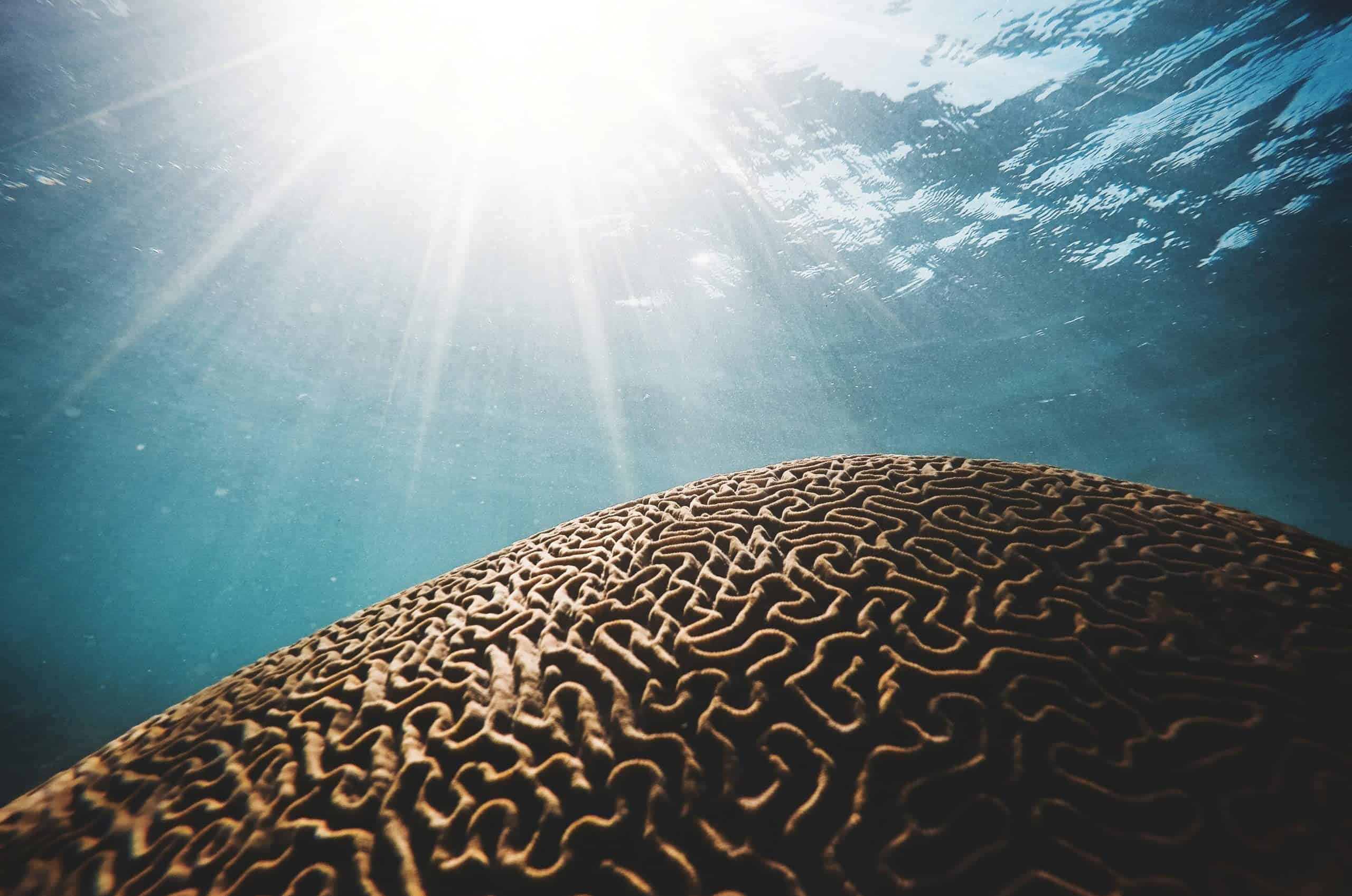 про мозок brain awareness про мозг