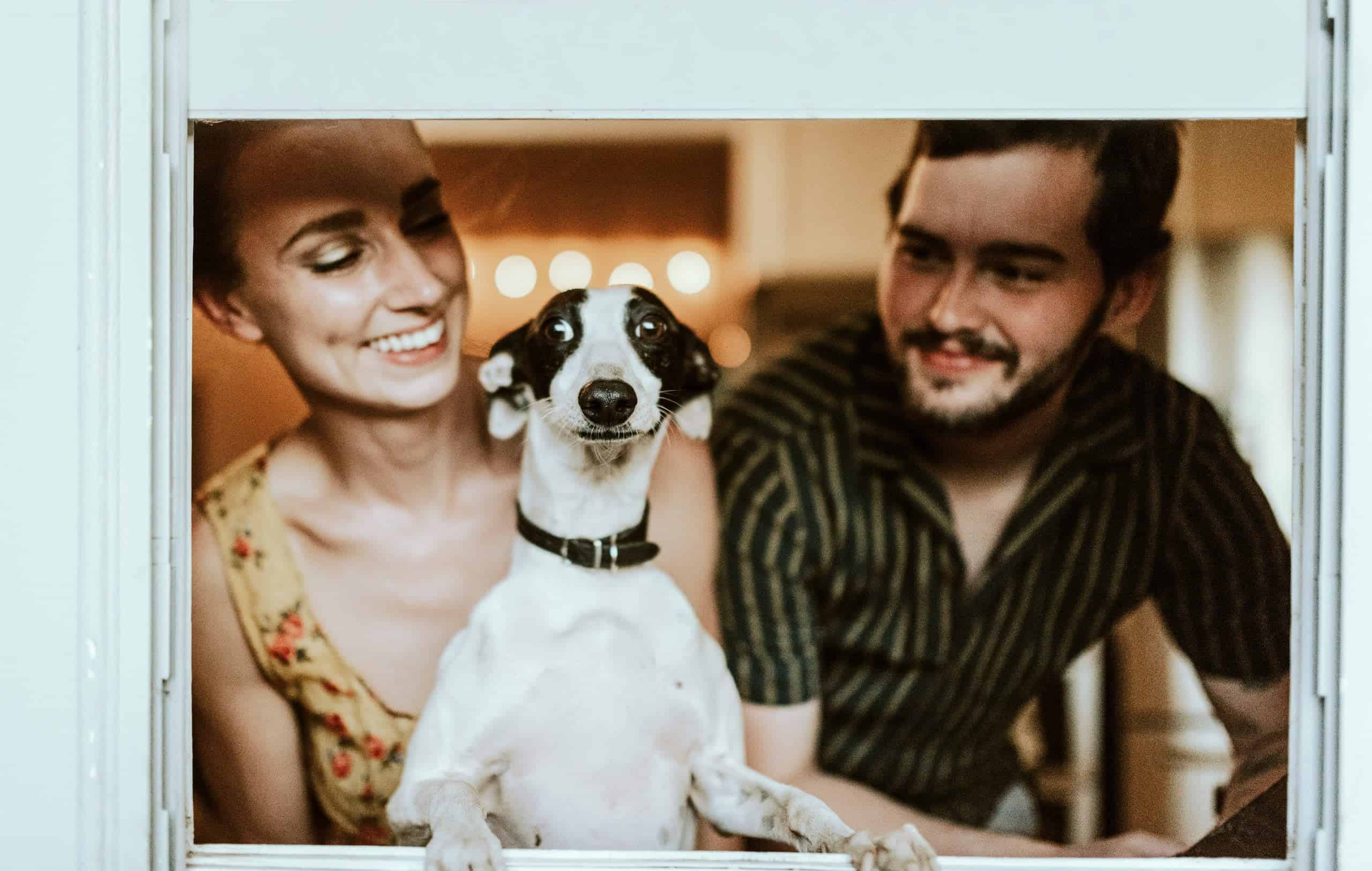 Собаки dogs